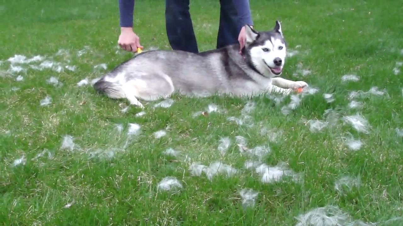 Siberian Husky Blowing Her Coat - YouTube