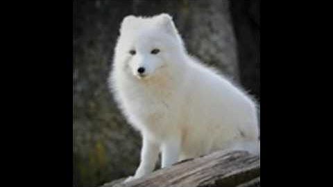 Are Any of Our Beliefs About Ourselves Non-inferential or Infallible?