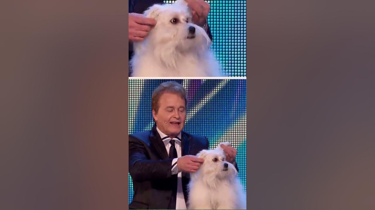 Marc Métral And His Talking Dog Wendy Marc Métral and his talking dog Wendy Britain's Got Talent 2015 #shorts