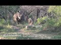 Rhinos Give Sleeping Lions a Wake Up Call 🦁🦁vs🦏 🦏