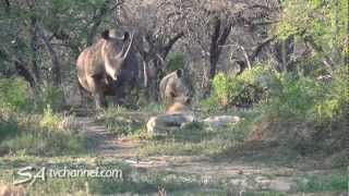 Wild Encounter: Rhinos Stir Sleeping Lions