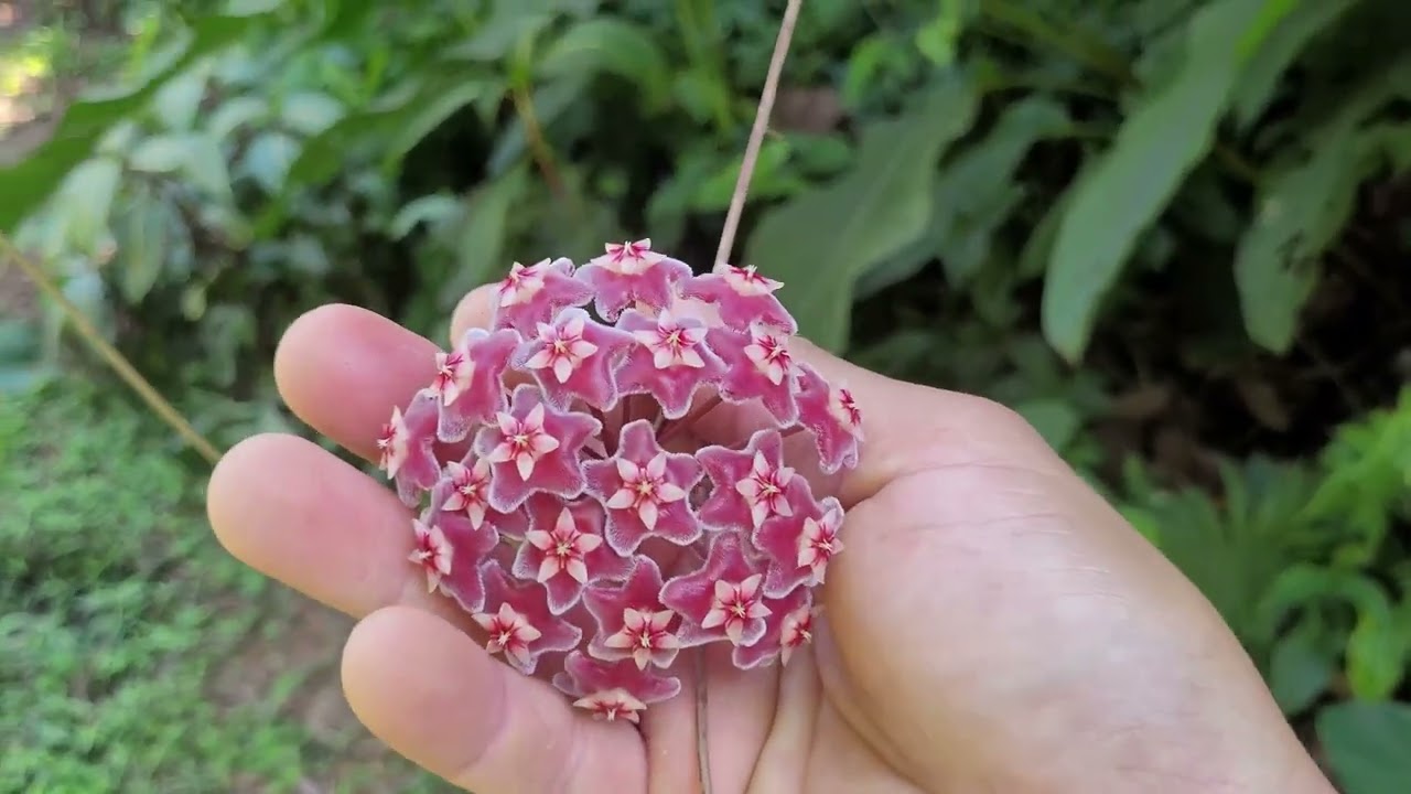 Sua Flor de Cera Não Floresce?! Entenda Os Motivos