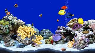 Digifish Clownfish Tank 5 (4K)