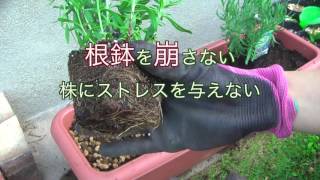 家庭菜園だより ０１プランターで育てるハーブ ラベンダーの植えつけ Youtube