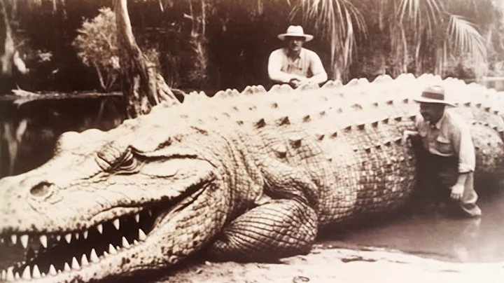 15 Largest Crocodiles In The World - DayDayNews