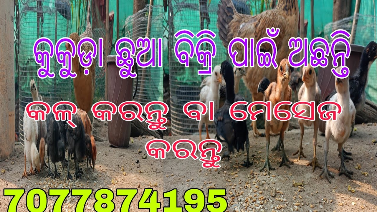 Top quality  କୁକୁଡ଼ା ଛୁଆ ବିକ୍ରି ପାଇଁ ଅଛନ୍ତି କଳ କରନ୍ତୁ ବା ମେସେଜ କରନ୍ତୁ #youtube #vlog