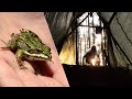 Nature asmr  mossy old forest and a frog pond 