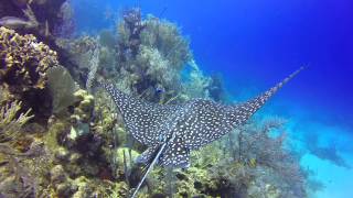 Swimming with a Spotted Eagle Ray - 04.22.15