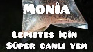 Özel Tür Lepistes Için Süper Bir Canlı Yem Monia Sonunda Aradığımı Buldum