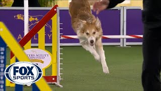 Doogie the Border Collie's spectacular run clinches the 24-inch class | FOX SPORTS