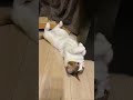 【土曜20時更新】おなか丸出し!小次郎20250517【猫動画】