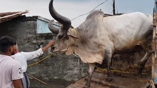Unloading of Dangerous Kankrej Ox of Md. ALAUDDIN DAIRY FARM (HALDIRAM CATTLE) Kolkata Cow 2020 