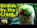 Birdies by the Creek | Happy Parrot Sounds Nature Forest Soundscape | Parrot TV for your Bird Room🌺