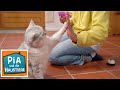 Ein Tag mit der Katzenpsychologin | Information für Kinder | Pia und die Haustiere