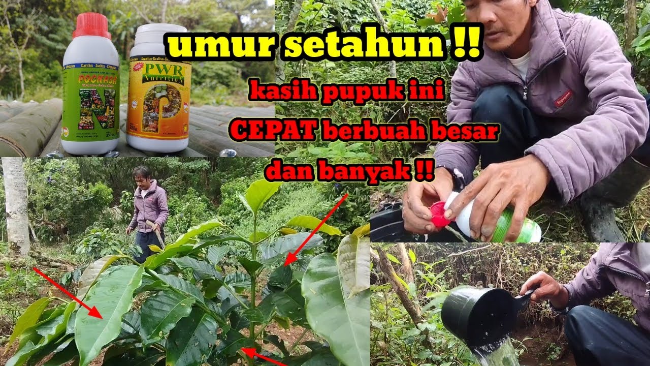 УДОБРЕНИЕ NASA [ПРОСТОЙ СПОСОБ УСКОРИТЬ ЦВЕТЕНИЕ/ПЛОДООБРЕТЕНИЕ КОФЕЙНЫХ РАСТЕНИЙ @feryduniatani#...