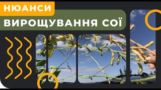 ВИРОЩУВАННЯ СОЇ. НА ЩО ЗВЕРНУТИ УВАГУ?