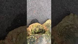 Snapping Turtle And Leech