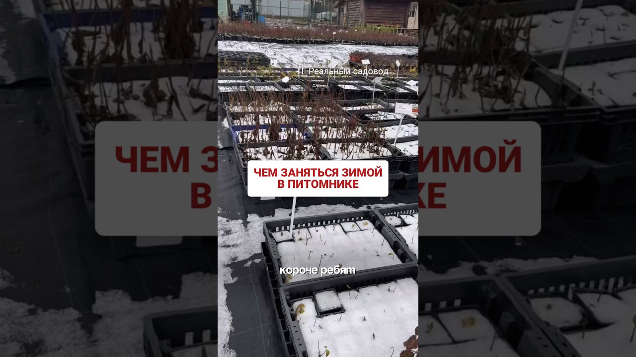 Зимовка в питомнике #питомникрастений