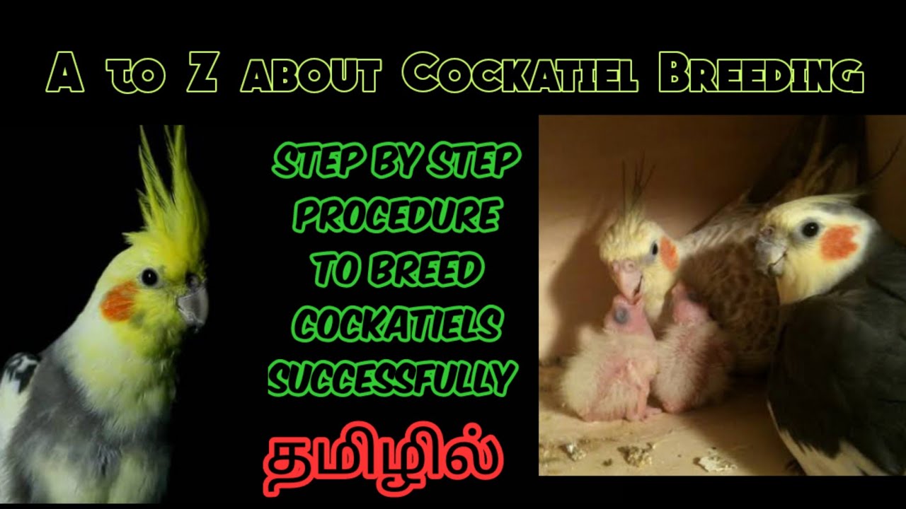 Complete guide for breeding cockatiels successfully. In Tamil