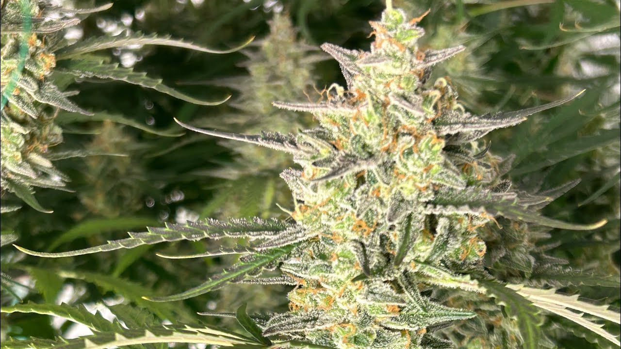 UPDATE Fastbuds-Og Kush Auto Lookin fantastic🔥Hash/Clones/Plants