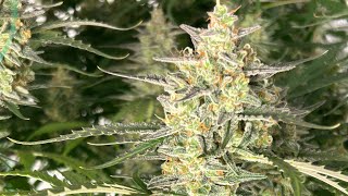 UPDATE Fastbuds-Og Kush Auto Lookin fantastic🔥Hash/Clones/Plants