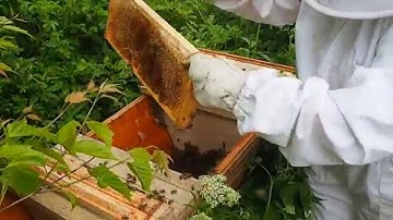 Moving bee swarm into a top-bar hive