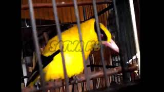 BURUNG KEPODANG JAWA GALAK