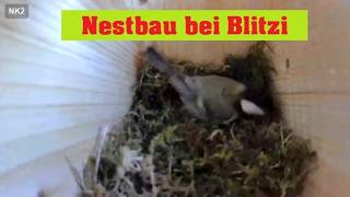 Livecam Nistkasten 2 Eiablage Heide DE | Birdbox 2 egg laying Heide Germany | Day 03.05.2026