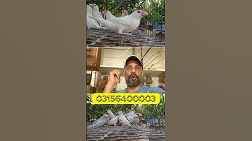 Fawn Java , Java Sparrow , Java Finch , Lovebird , White Java , Silver Java  #javasparrow #birds