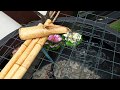 Pond in a pot with fish plastic barrel