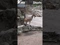 Scratch it if it's itchy #shorts #short #animal #goat