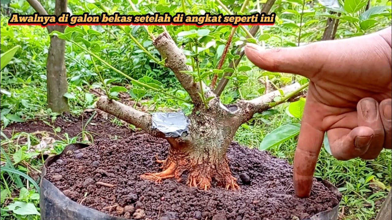 Cuma dari galon bekas bisa mencetak bahan bonsai berkualitas