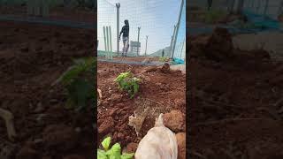 Power hitting after long time 🏏 cricket nets