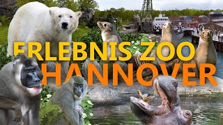 Erlebnis-Zoo Hannover - Nur Kulisse oder Spitzenklasse? | Zoo-Eindruck