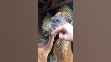 Cute alpaca moment! 🥰🦙  #animal #alpaca #alpacalovers #funnyanimals