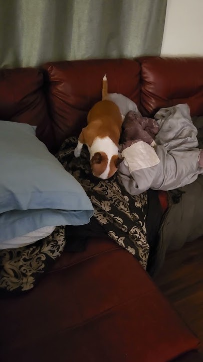 my-dog-just-started-to-do-this-youtube