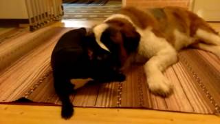 St. Saint Bernard - Stormy and &quot;Frenchie&quot; Dana playing  - December 2016