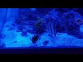 Juvenile Dragon Wrasse and Juvenile Red Coris Wrasse searching for food