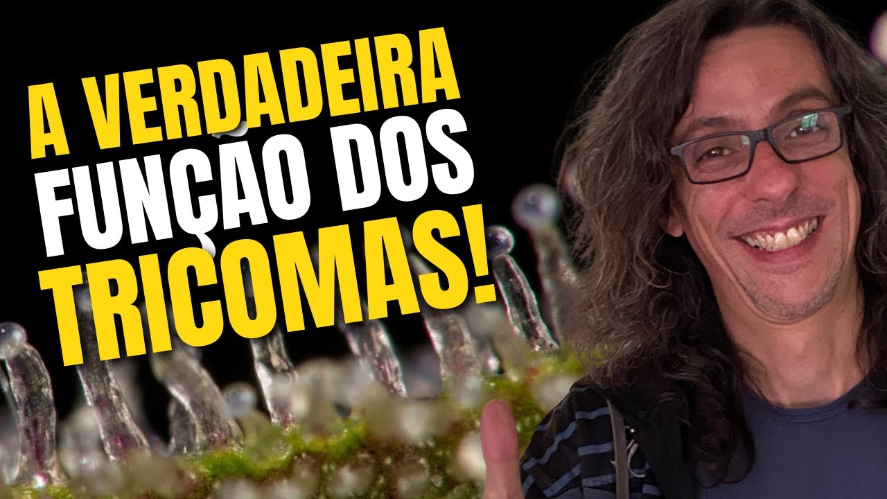 Quando Você Entende Isso... Seu Jogo Muda No Cultivo!