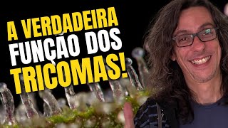 Quando Você Entende Isso... Seu Jogo Muda No Cultivo!