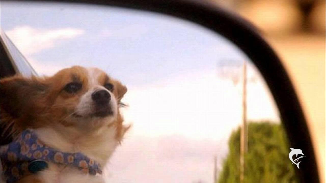 Собака на ветру. Прокачу с ветерком. Собака высунулась в окно машины. Люблю кататься с ветерком. Собака на ветру в машине.
