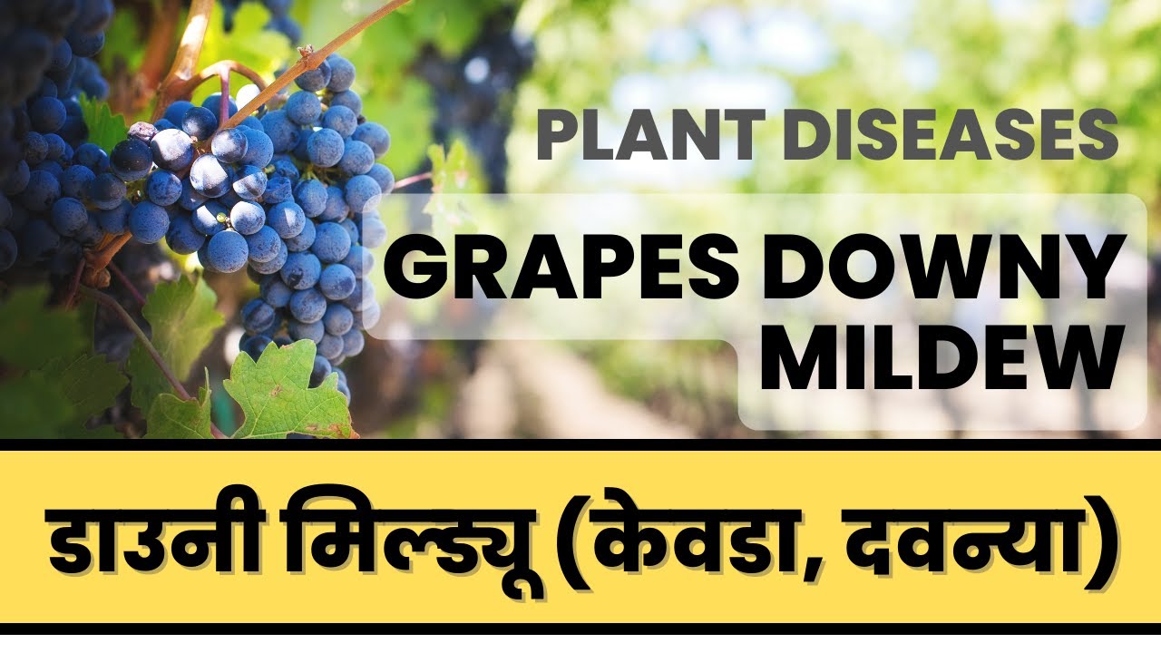 Grapes Downy Mildew Disease Life Cycle - YouTube