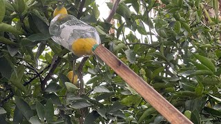 Como cortar limones cortadora casera