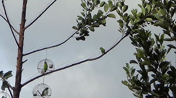 Serangan Bertubi Tubi! Mikat Serindit Liar di Hutan Belantara Ternyata Banyak Burungnya