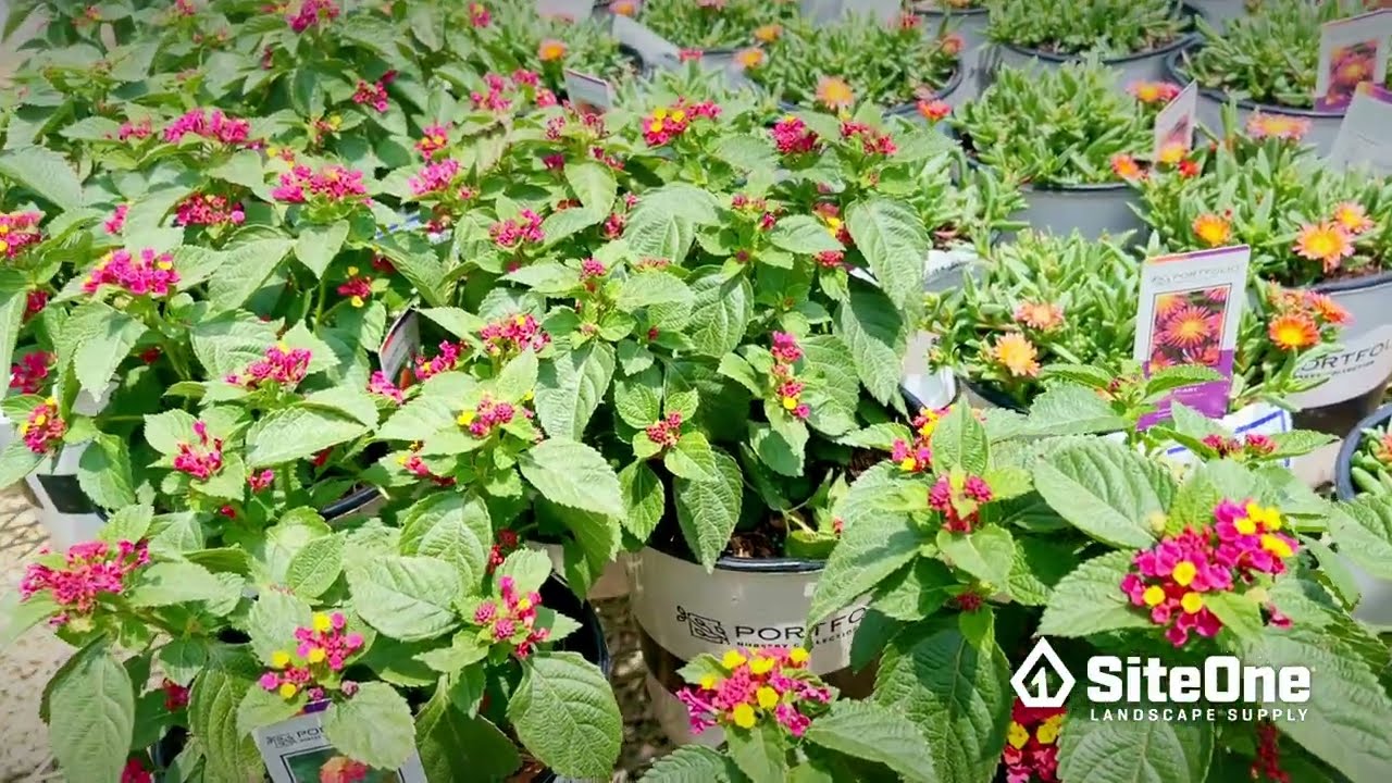 SiteOne Field Guide: Color Installations