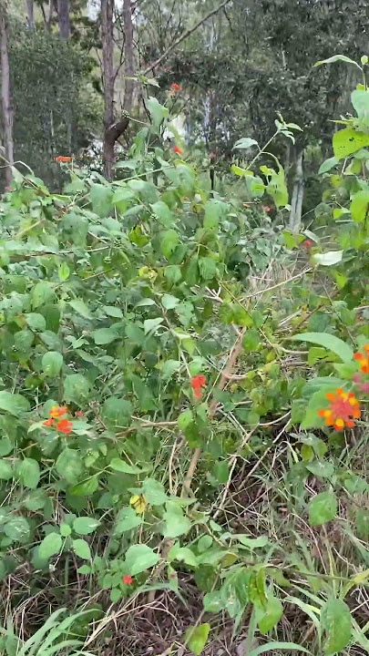 Pest or peste; invasive Lantana!