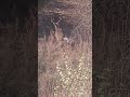 DEER DOWN first self filmed hunt.