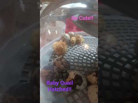 Baby Quail! First