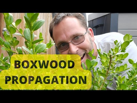 Video: Boxwood Steggie Voortplanting - Wenke vir die neem van bukshout steggies