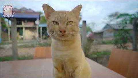 Watch the video about Pets Videos - Cute Cat Videos to Keep You Smiling and Laughing #004 [Animals King]